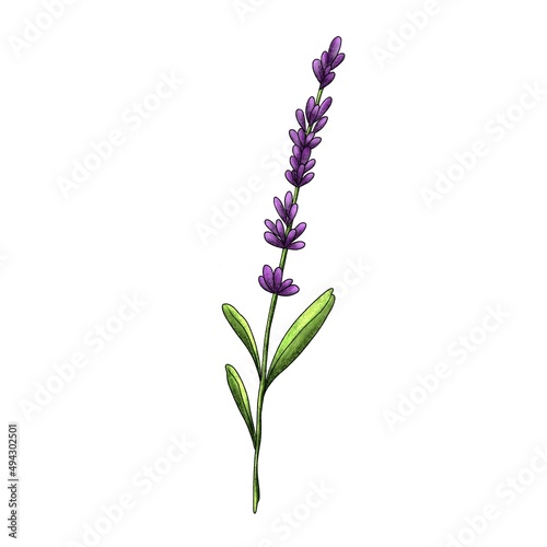 Lavender branch isolated on a white background