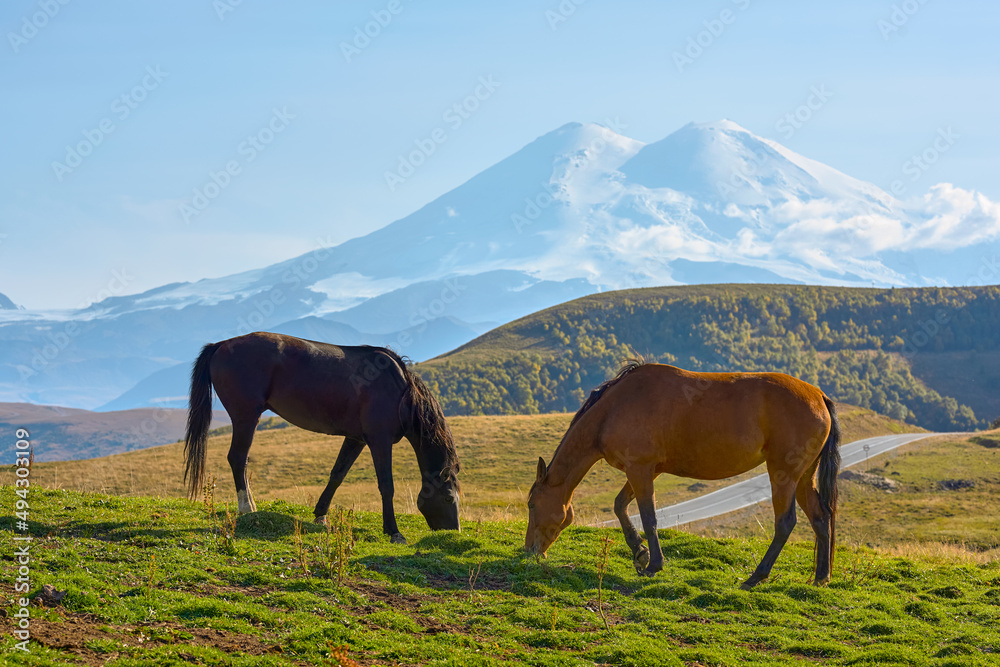 Horses graze on a green meadow against the backdrop of Elbrus. Elbrus region, Jily Su. Caucasus