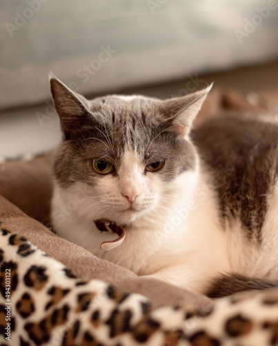  cute adorable cat with short hair sits in a pet collar. white cat with brown spots, clothes and accessories for animals, a cat in a shelter, a cat and coffee shop. bed for animals