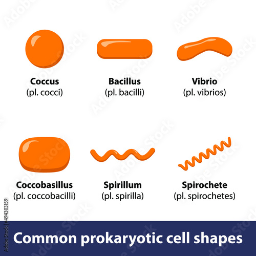 Procaryotic cell shapes. Set of various bacteria or microorganism cells. photo