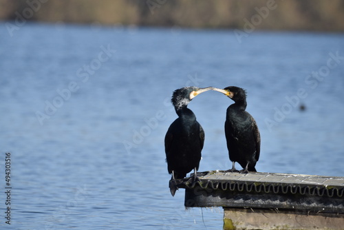 great crested cormorant