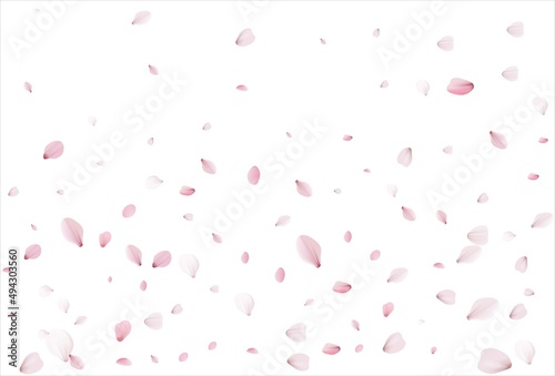 Sakura petals. Cherry petals backdrop