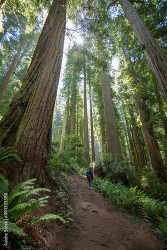 Hike on Cathedral Trail in Redwood National Park  California