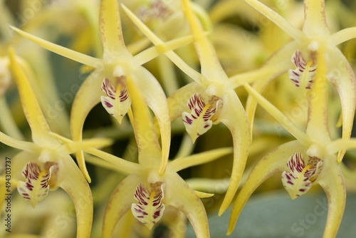 Bild auf Leinwand dendrobium speciosum