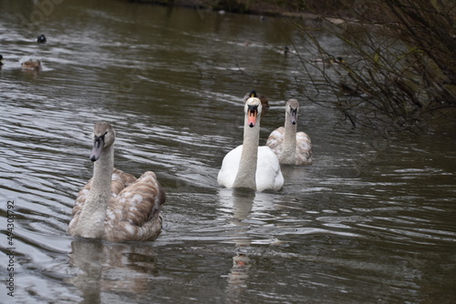 swan on the lake