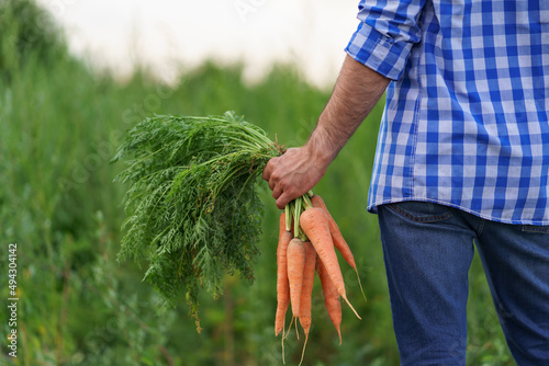 Man, farmer, worker holding in hands homegrown harvest of fresh orange carrots. Private garden, natural economy, hobby and leisure concept