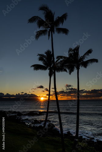 Sunset over the ocean with palm trees in silhouette