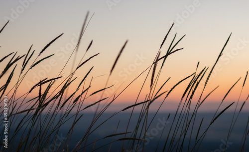 Calming horizontal shot of wild wheat stalks waving in the wind before sunrise