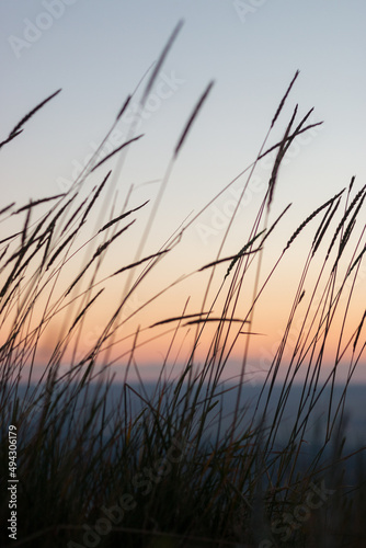 Peaceful vertical shot of silhouette of wild wheat stalks swaying with the breeze before sunrise