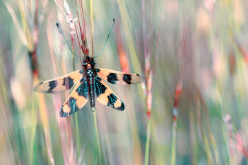 Fototapete Honigfarbe Eulenfliege Libelloides macaronius Netzgeflügeltes Insekt  © blackdiamond67
