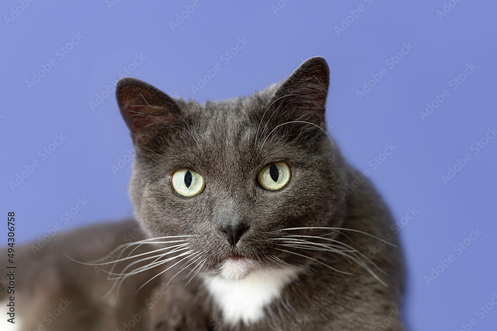 Purebred cat on a blue background. Pets. Close-up