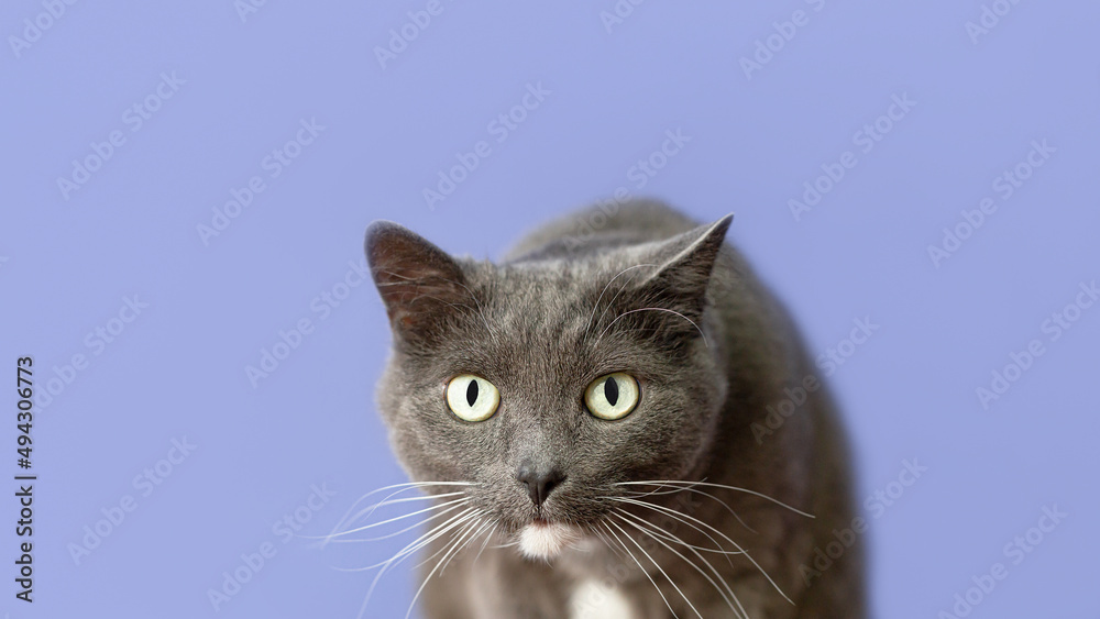 Purebred cat on a blue background. Animal themes. Copy space