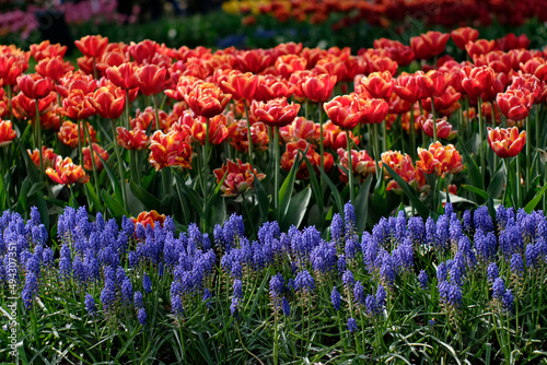 Wallpaper Mural Campi di fiori  Torontodigital.ca