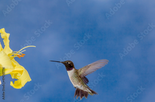 Hummingbird in Flight
