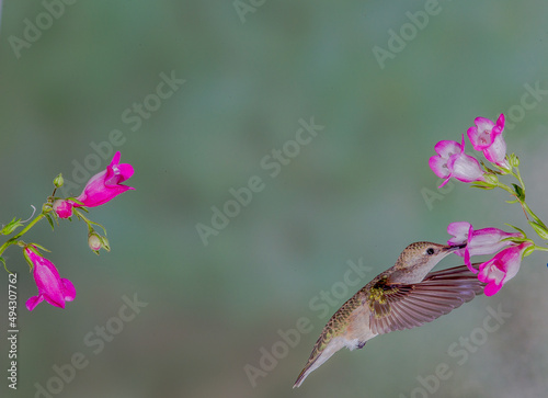 Hummingbird in Flight