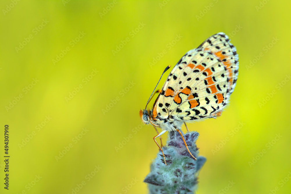 Macro shots, Beautiful nature scene. Closeup beautiful butterfly sitting on the flower in a summer garden. Macro shots, Beautiful nature scene. Closeup beautiful butterfly sitting on the flower in a summer garden.