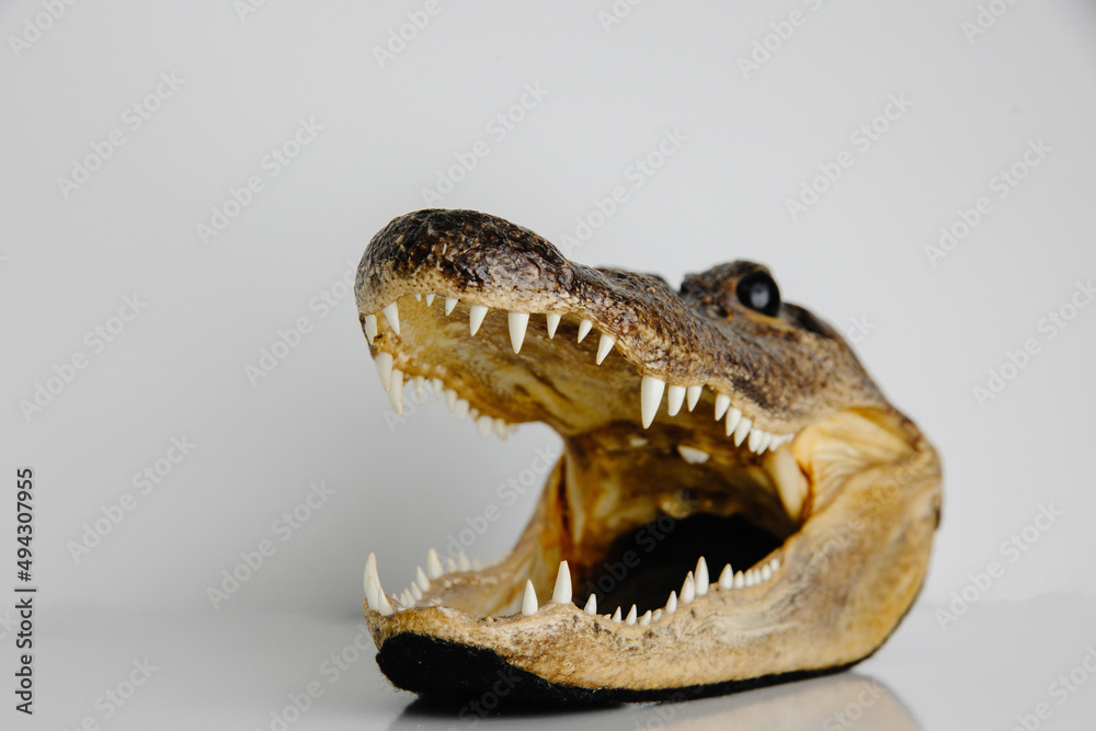 Obraz premium crocodile head close up