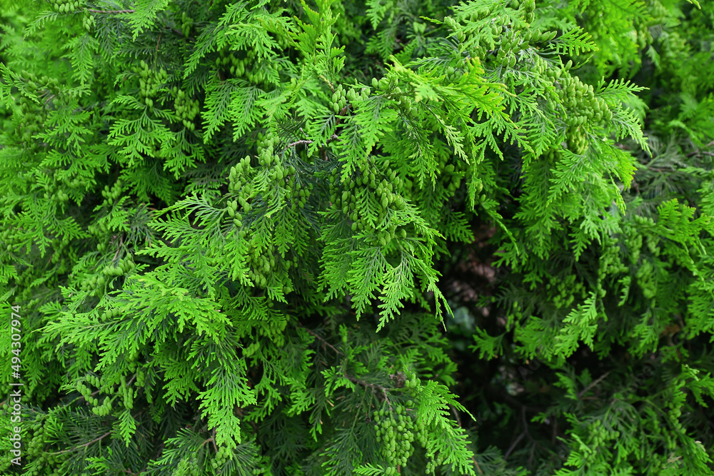 Green coniferous tree outdoors, closeup