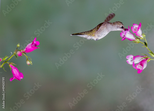 Hummingbird in Flight