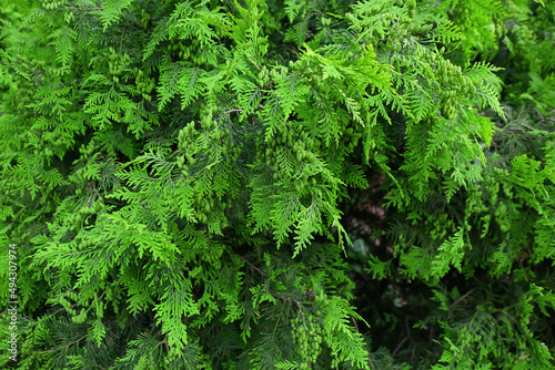 Green coniferous tree outdoors  closeup