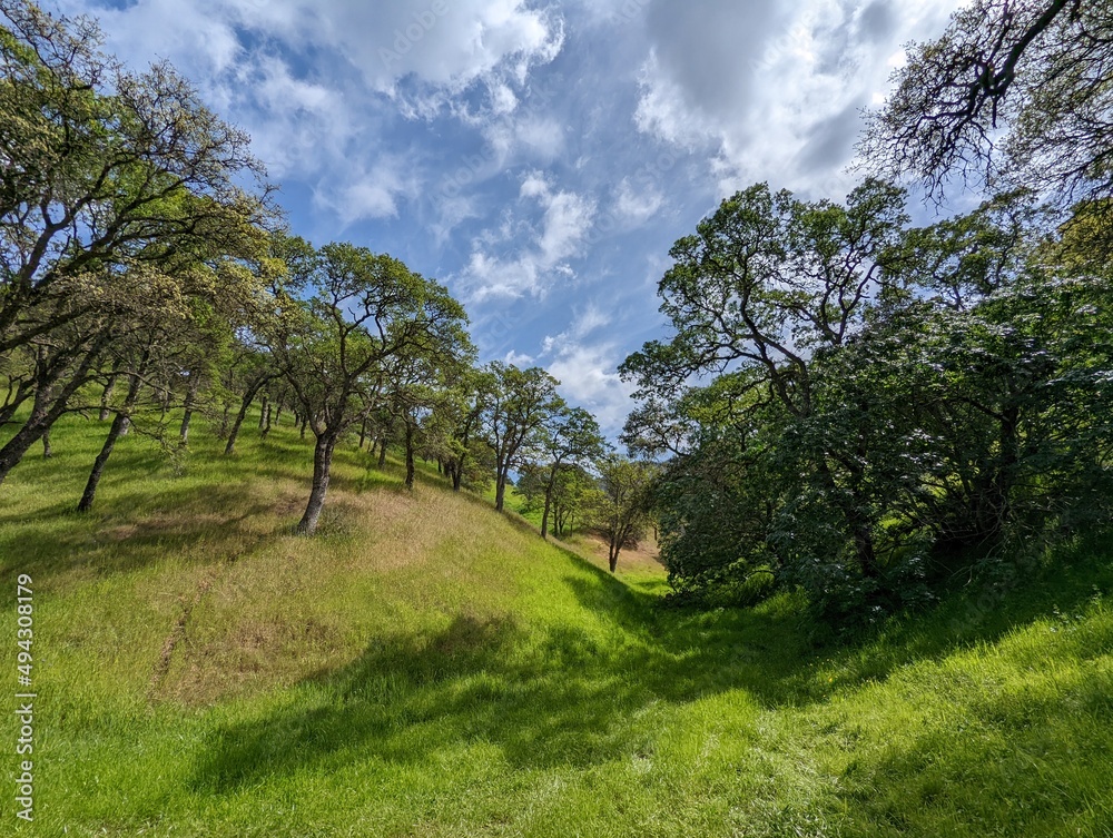 trees in the field