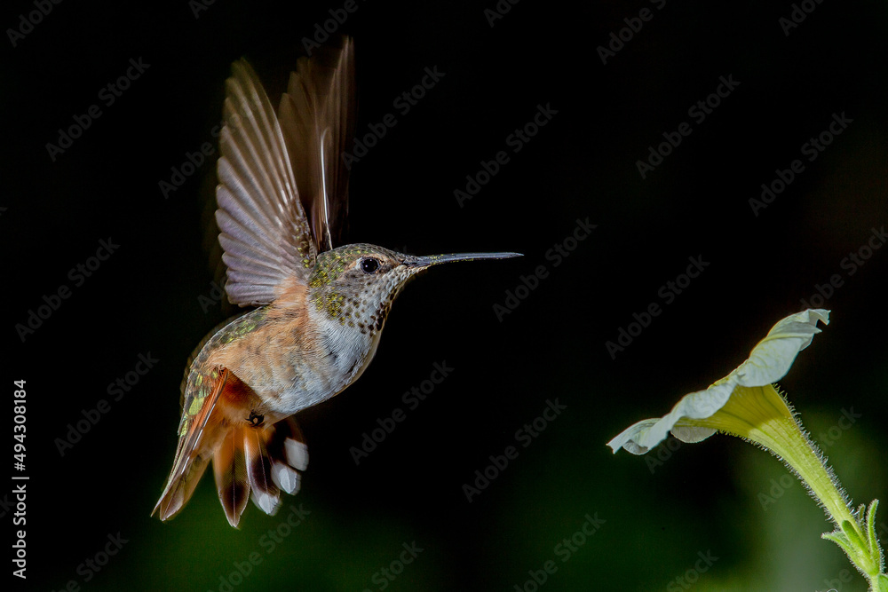 Fototapeta premium Hummingbird in Flight