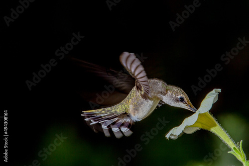Hummingbird in Flight