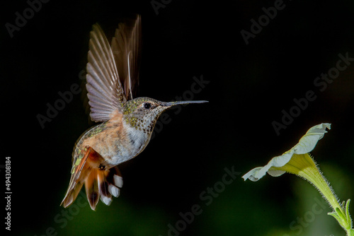Hummingbird in Flight