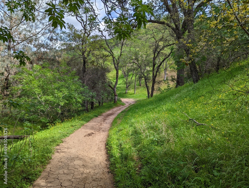 Naklejka premium path in the park