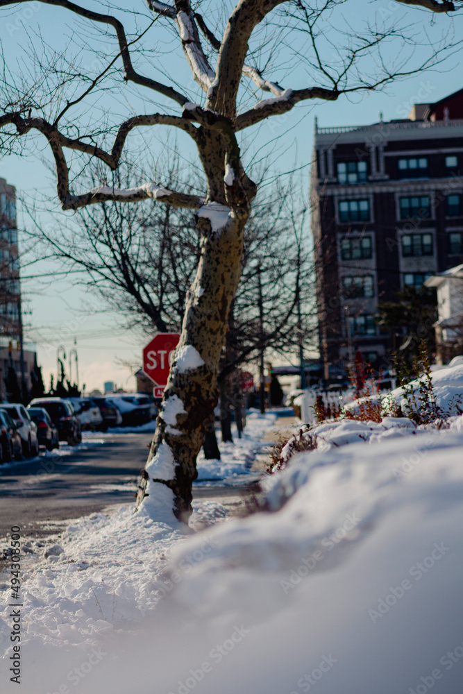 Fototapeta premium Snowy Tree