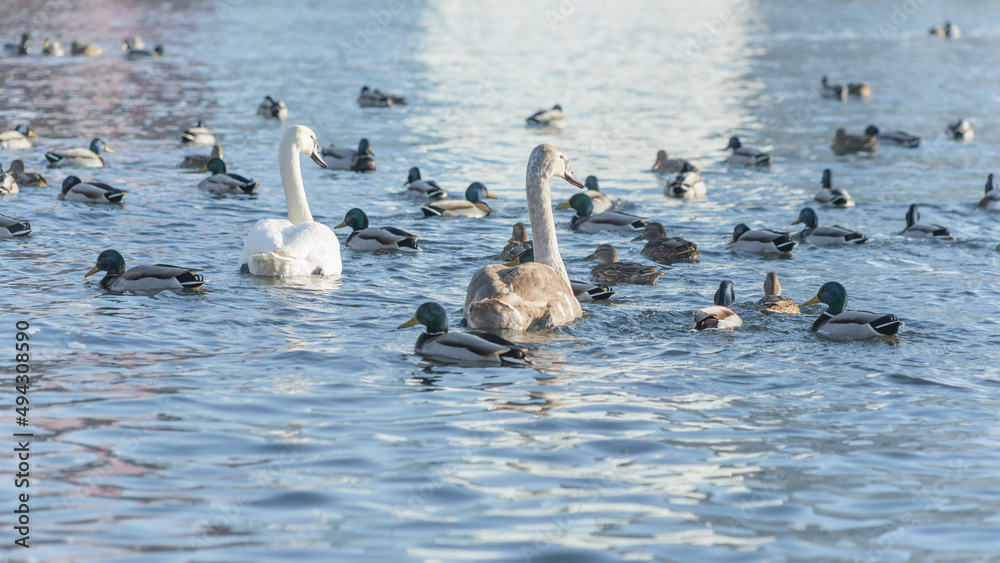 Fototapeta premium Swan and ducks on frozen river. Flock of wild ducks and swans swims in the pond. Wintering of wild birds in the city.