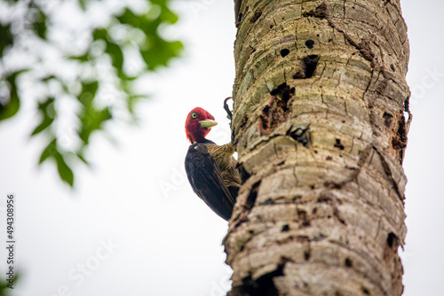 Pale billed woodpecker on a trunk photo