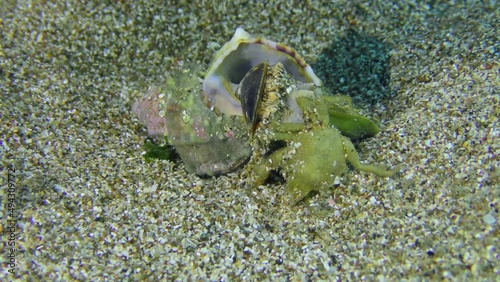 Gastropod Murex Trunculus or Duplex murex (Hexaplex trunculus) is sucked onto a dead crab with its leg. photo