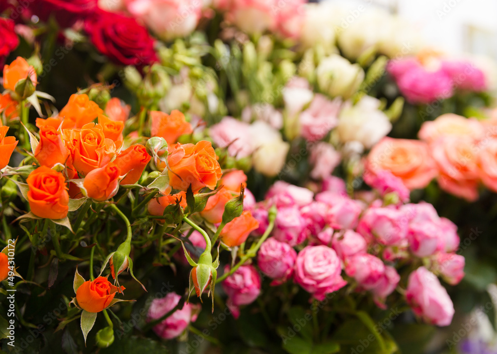A beautiful bright bouquet of blooming fresh roses for a gift collected by an experienced florist A beautiful bright bouquet of blooming fresh roses for a gift collected by an experienced florist
