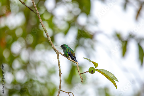 Beautiful photo of a green colored hummingbird with a blue tail perched on a tree branch against a garden background, Colombia