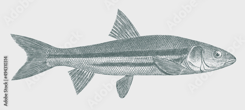 Peamouth mylocheilus caurinus, freshwater fish from North America in side view