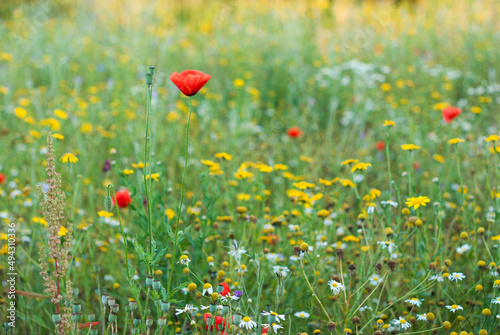 red poppy in the flower meadow