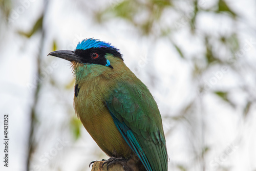 A beautiful photo of a unique tropical baranquero bird, mango shape, yellow in color with green wings, red eyes, a blue cap and a black mask, sitting on a tree branch