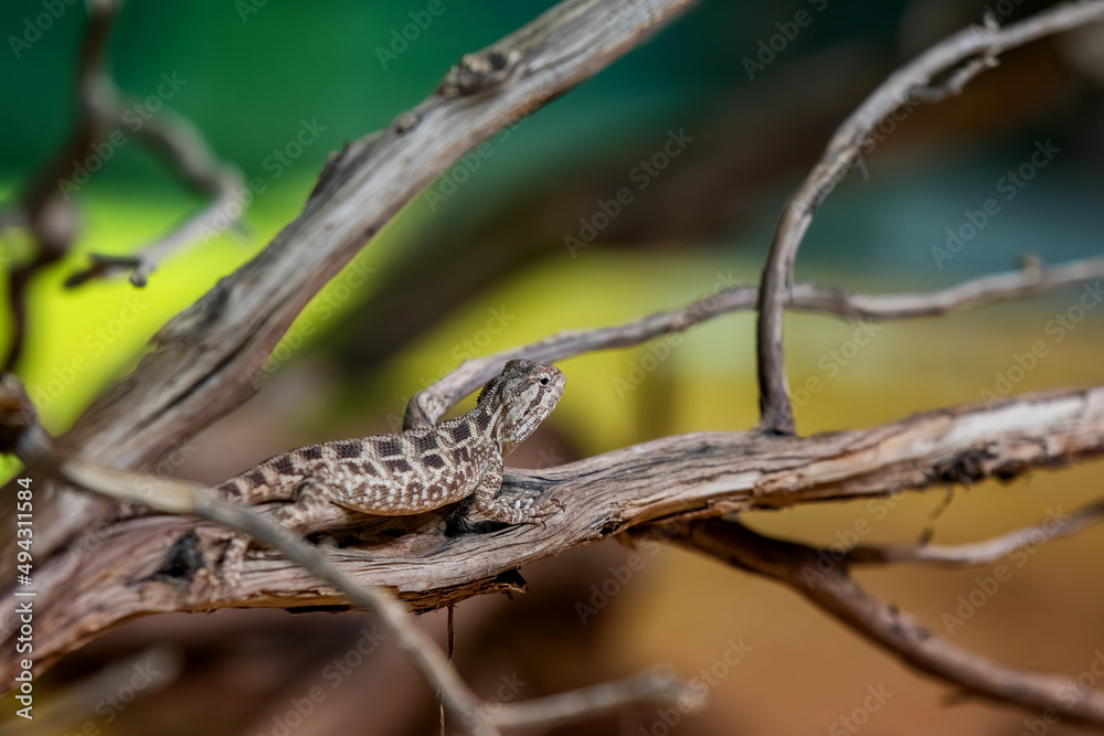 Steppe Agama (Trapelus sanguinolentus)