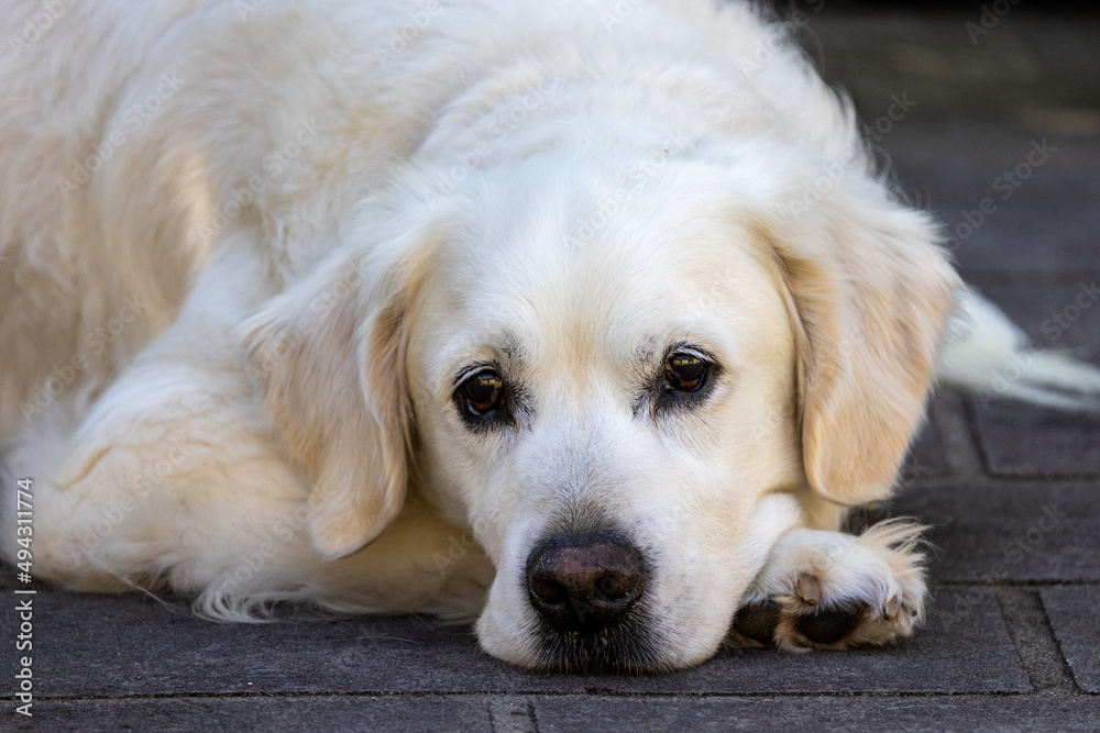 Close up of pet Golden Retriever Dog Close up of pet Golden Retriever Dog