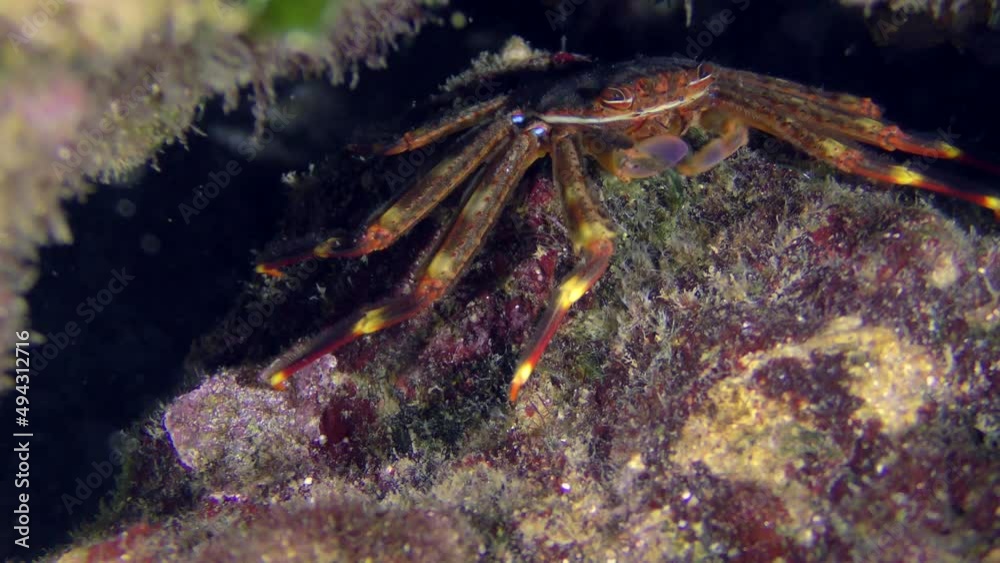 Sea life: Invasive Sally Lightfoot Crab or Nimble spray crab or Urchin crab (Percnon gibbesi) searches for food in a rock crevice, close-up. Sea life: Invasive Sally Lightfoot Crab or Nimble spray crab or Urchin crab (Percnon gibbesi) searches for food in a rock crevice, close-up.