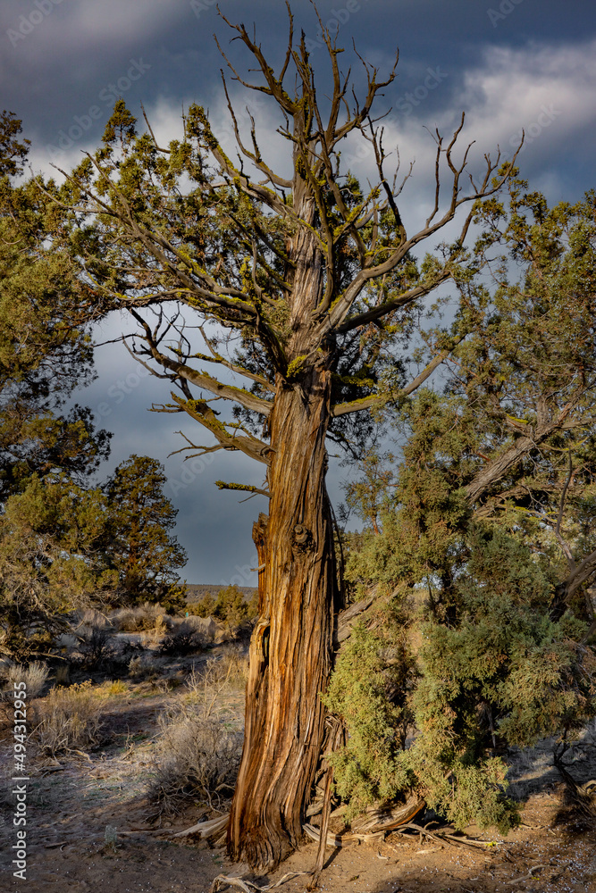 Photo of an ancient juniper tree taken in the Oregon Badlands east of Bend.