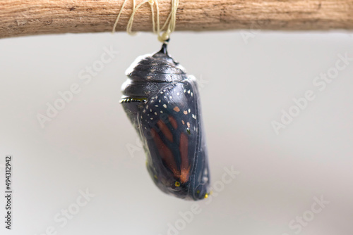 Monarch Chrysalis Tied Up