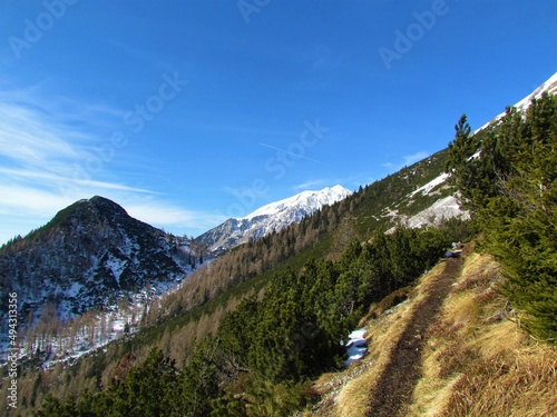 View of slope in Karavanke mountains, Slovenia covered in dry grass and creeping pine with a snow covered peak of Stol mountain in the background