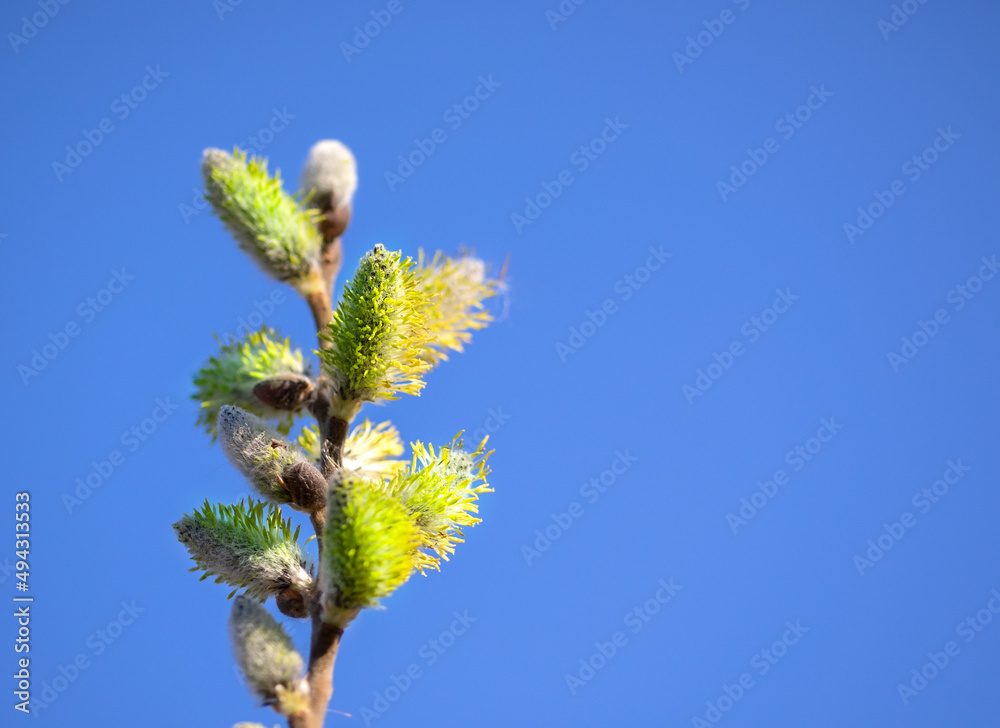 Branch of a blossoming pussy willow with furry catkins in the spring Branch of a blossoming pussy willow with furry catkins in the spring