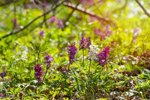 mysterious meadow with violet and white fumewort plants, Corydalis solida in tender sunshine, romantic mood,  blur background macro, backlight sun flare, spring awakening panorama