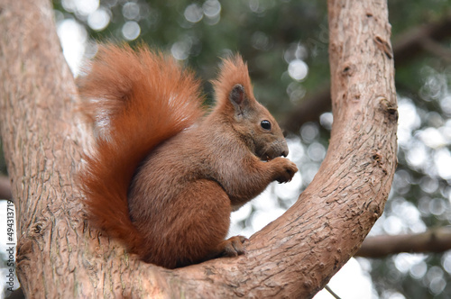 Squirrel on a branch eating a nut