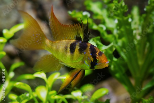 young dominant male of Ramirez's dwarf cichlid show off, freshwater dwarf fish in natural low light design planted aquarium, easy to keep, hardy popular pet for beginners
