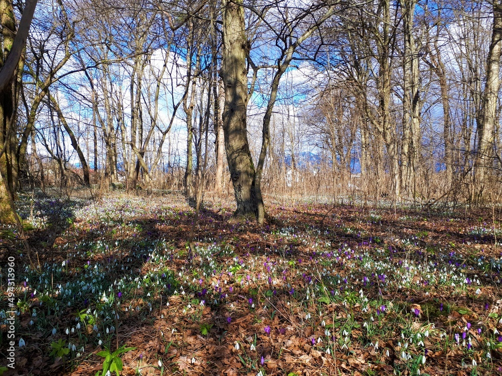 Woodland in spring full of blooming wild flowers incl. common snowdrop (Galanthus nivalis), spring crocus (Crocus vernus), green hellebore (Helleborus viridis)