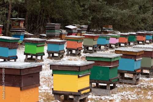 Apiary in winter. Colorful hives of bees in the meadow near the forest. Frost and a thin layer of snow. © PhotoRK